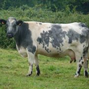 blanc_bleu_belge