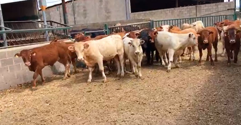 Video terneros de cebo